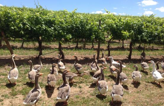 Duurzame wijnbouw - ganzen in de wijngaarden